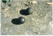 Cannon balls found in the cliff at Musick Point by Geoff Fairfield; Fairfield, Geoff; 1/04/1994; 2017.018.73