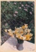 Daffodils grown at Hawthorndene, 1993; Hattaway, Robert; 1983; 2016.276.43