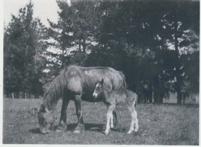 A mare and foal on Bell Farm c1905.; Bell, Elsie; c1905; 2018.065.83