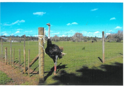 Ostriches at 132 Wades Road, Whitford; La Roche, Alan; 1/10/2010; 2017.120.79