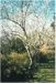Flowering almond trees at Hawthorn Farm, 1982.; Hattaway, Robert; 1983; 2016.278.74