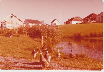 Geese in the Howick Historical Village; 1/05/1993; 2019.122.22