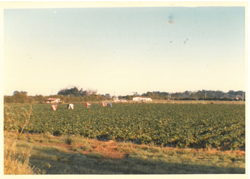 Strawberry pickers at Hawthorndene; Hattaway, Robert; Dec