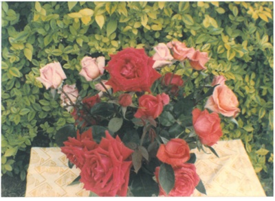 Rambler roses at Hawthorndene; Hattaway, Robert; 1982; 2016.281.72
