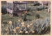 Daffodils at Hawthorndene, 1982; Hattaway, Robert; 1983; 2016.276.45