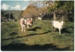 Cows on the original Whitford-Maraetai Road; Ocrober 1981; 2017.100.58