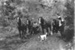 Pigeon Mountain Quarry - Shaw Brother's Draught Horses; c. 1930; 9121