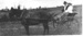 Bert & Evelyn Brickell driving pony & trap; 1930; 9120