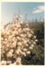 Pear tree in blossom at Hawthorndene.; Hattaway, Robert; 1983; 2016.266.46