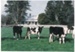 Cows at Hawthorndene; La Roche, Alan; Aug.1992; 2016.265.45