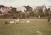 Looking across ducks on the grass to Puhinui, the Howick Methodist Church, Udy's Barn and Sergeant Barry's cottage in the Howick Historical Village.; P2020.34.30