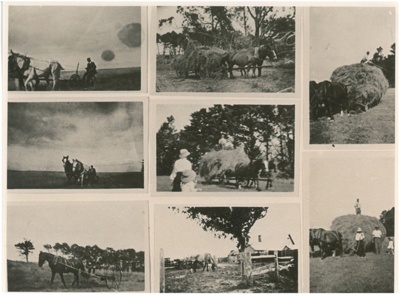 Haymaking on Buckland farm White family picnic at Bucklands Beach; c1914; 2016.615.16