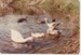 Ducks and geese in the Historical Village pond.; 1/10/1984; 2019.122.13