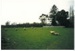 Sheep at Hawthorndene; La Roche, Alan; 1990; 2016.265.46