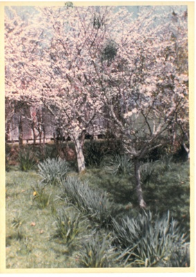 Flowering plum trees at Hawthorn Farm, 1982.; Hattaway, Robert; 1983; 2016.278.73