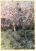 Flowering plum trees at Hawthorn Farm, 1982.; Hattaway, Robert; 1983; 2016.278.73