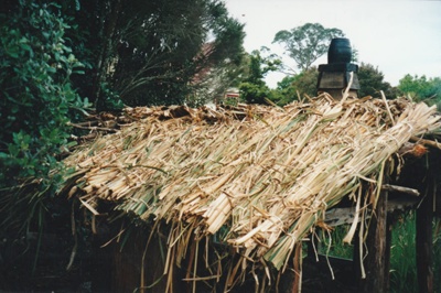Hemi Pepene's whare (cottage) at the Howick Historical Village, showing a close up view of the raupo thatched roof.; La Roche, Alan; December 2000; P2020.96.10