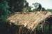 Hemi Pepene's whare (cottage) at the Howick Historical Village, showing a close up view of the raupo thatched roof.; La Roche, Alan; December 2000; P2020.96.10