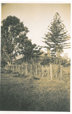 Norfolk Pine at Hawthorndene.; Hattaway, Robert; 2016.277.62