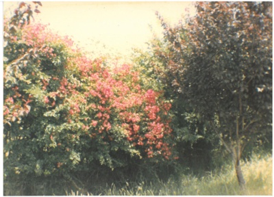 Rambler roses at Hawthorndene; Hattaway, Robert; 1982; 2016.281.71