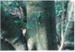 Maori bark carvings on Karaka trees; La Roche, Alan; 1990; 2017.084.27