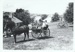 A horse and cart on the grass on Church Street in Howick Historical Village.; La Roche, Alan; 27 February 1988; P2021.180.08
