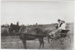 Bert and Evelyn Brickell driving a pony and trap.; Bell, Elsie; c1930; 2017.437.20