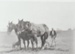 Ploughing at Bell Farm.; c1905; 2017.569.20