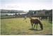 Horses in a paddock in Wood Landing Road; La Roche, Alan; 2009; 2017.092.48