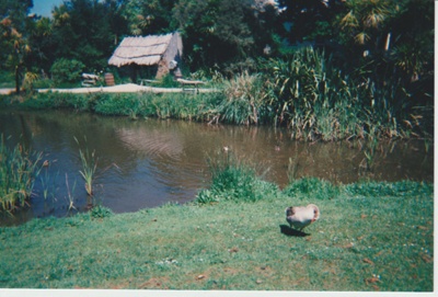 Looking across the pond at the Howick Historical Village; 1990; 2019.122.03