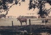 Two horses in a paddock in front of the restored Vicarage at the Historical Village.  Also showing Bell House and the barn to the right.; 1977-78; P2020.25.29