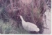 Lady Zelba (goose) and Lord Cascade (gander) in the Historical Village pond; 1/08/1983; 2019.122.12