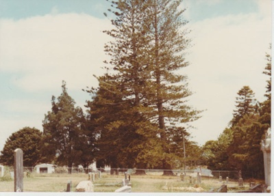 Norfolk Pines and the graveyard at All Souls Church in Clevedon. 1983; 1983; 2018.271.11