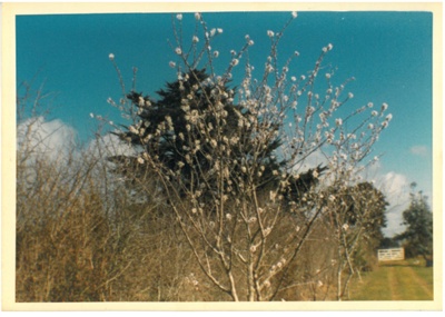 Almond tree in blossom at Hawthorndene.; Hattaway, Robert; 1983; 2016.266.47