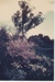 Flowering crab-apple and gum trees, Spring 1949; Hattaway, Robert; 1949-1957; 2018.240.02
