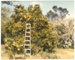 Wheenie grapefruit tree, Hawthorn Farm, 1982; Hattaway, Robert; 1982; 2016.278.65