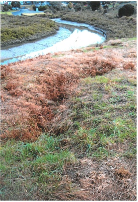 Turanga River trench area, 2010; La Roche, Alan; 1/10/2010; 2017.092.37
