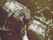A felled Kauri., HM07