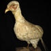 Stuffed Pheasant, X001.13.2