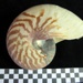 Nautilus Shell; 1989.17.32