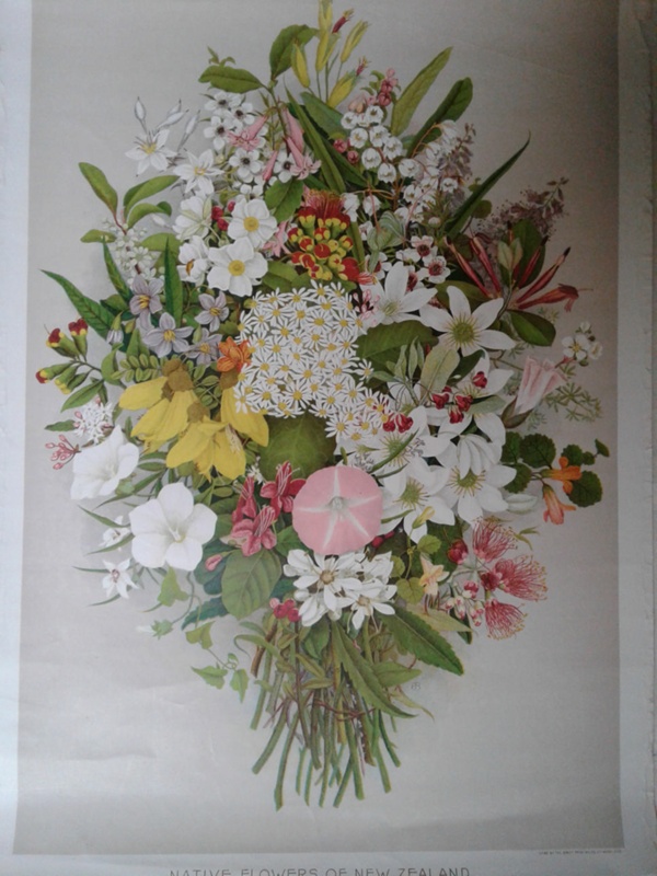 NZ Native flowers poster; CT78.647B on NZ Museums