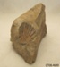 Fossil; 2.588 million -12,000 years BP; CT08.4689