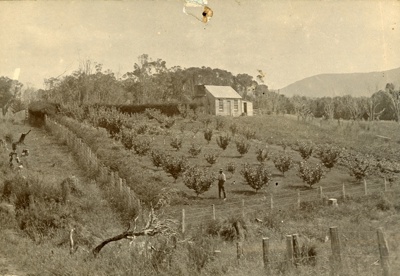 Photograph [Orchard, Taukupu]; [?]; [?]; CT79.1253a3