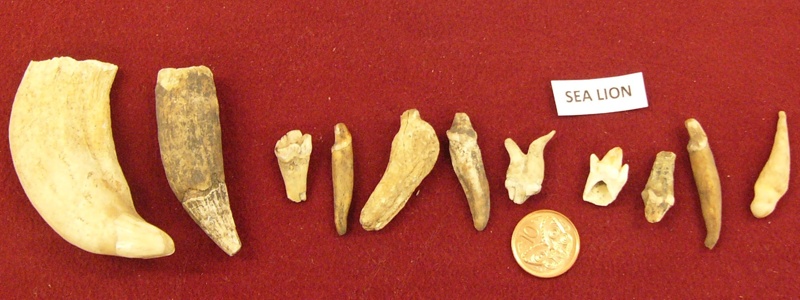 teeth: Sea lion; Oceania, New Zealand; 0000.1337 | eHive