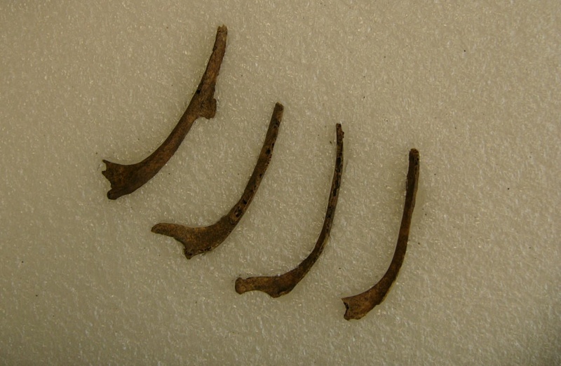 Rib bones(4) Harpagornis Giant Eagle; pre1700; Oceania, New Zealand