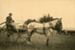 Photograph [Man in horse-drawn gig]; Eastes & Kerr, Owaka.; [?]; 2010.720