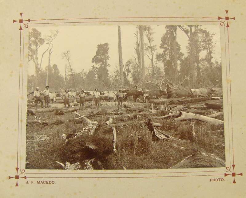 Photo: Bullock team in bush with six men standing in front.; J F Macedo ...