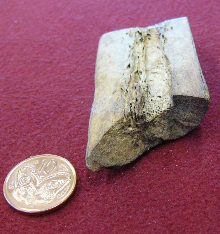 Moa bone tab ; Oceania, New Zealand; 0000.1394 on NZ Museums