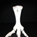 Moa Bones, lower leg and toes; 0000.0326