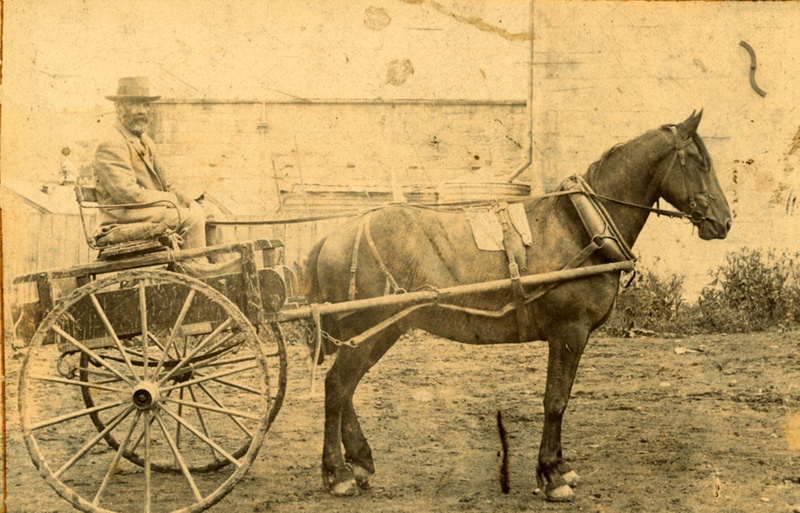 Photograph [Jack Ford with horse and gig]; [?]; [Early 1900s?]; CT85 ...